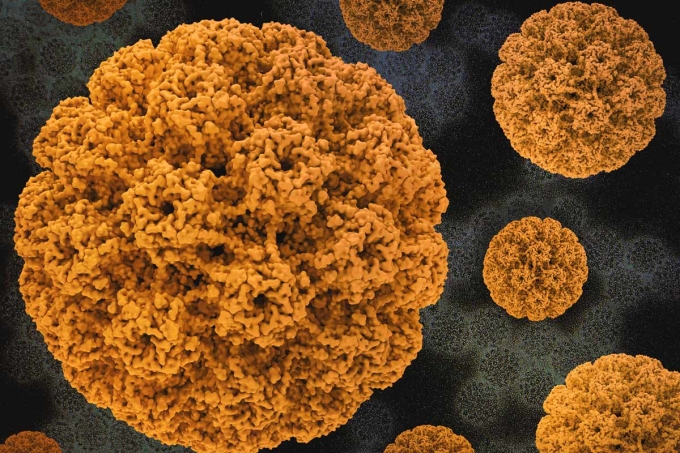 Hình ảnh 3D của vi rút HPV. Ảnh: NIH NIAID