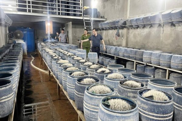 Phát hiện 2 cơ sở dùng hóa chất độc hại sản xuất giá đỗ tấn