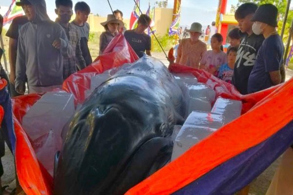 Cá voi chết dạt bờ biển Ninh Thuận: An táng theo phong tục