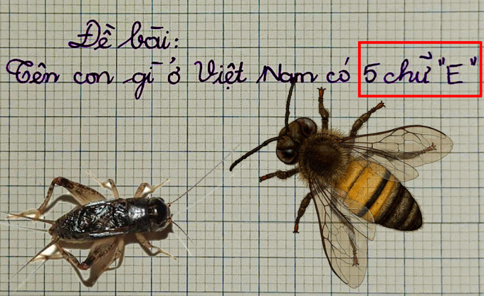 Tên con gì ở Việt Nam có 5 chữ E? Ảnh minh họa.