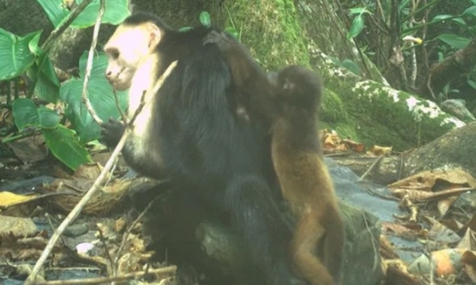 Một con khỉ mũ đực trẻ mang khỉ rú non trên lưng. Ảnh: Brendan Barrett