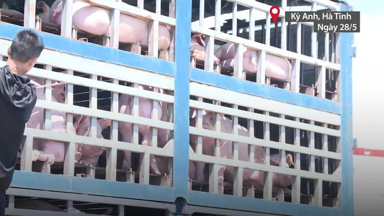 Công an kiểm tra xe tải chở lợn nhiễm dịch tả lợn châu Phi