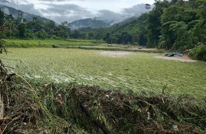 Ruộng lúa của người dân ở xã Nhôn Mai bị dòng lũ quét qua khiến đổ rạp, hư hỏng. Ảnh: Hùng Lê