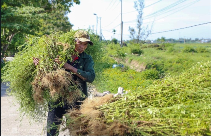 Người dân Quảng Nam nhổ cây hoa khóm - cây thuốc nam để bán đun nước uống dịp Tết Đoan Ngọ, năm 2024. Ảnh: Đắc Thành