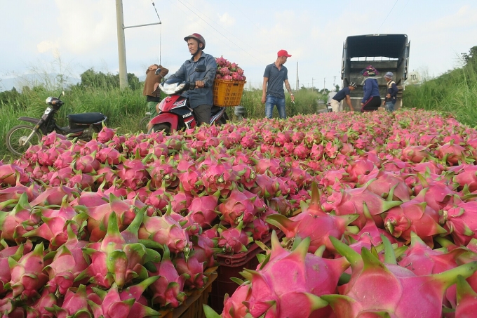 Thu hoạch thanh long ở Bình Thuận. Ảnh: Việt Quốc