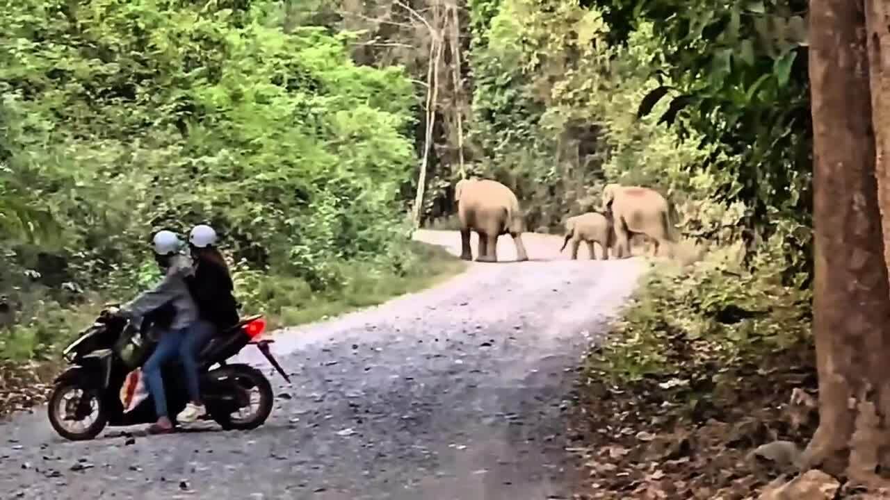 Thức trắng đêm canh voi rừng về khu dân cư