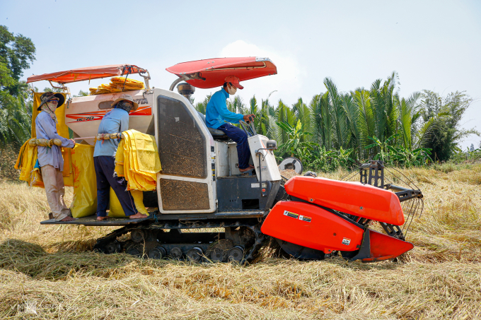 Nông dân thị xã Ngã Năm (Sóc Trăng) thu hoạch lúa vụ Đông Xuân. Ảnh: Nguyệt Nhi