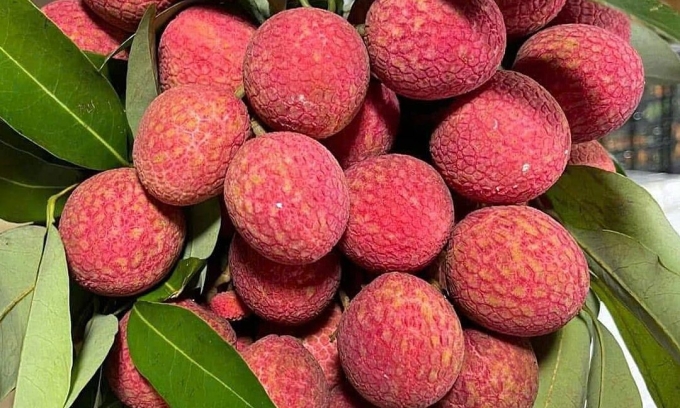 Vải u trứng được nhiều cửa hàng bán với giá 240.000-250.000 đồng một kg. Ảnh: Nhân vật cung cấp
