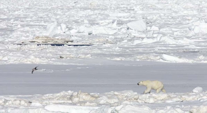 Gấu Bắc Cực ở Svalbard. Ảnh: Alamy