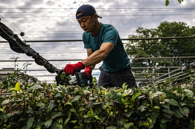 Masahiro Okutomi làm việc trong nông trang trồng chè ở thành phố Sayama, tỉnh Saitama, Nhật Bản, ngày 4/6. Ảnh: AFP