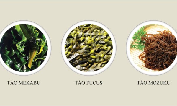 Fucoidan 3-Plus Viên Uống: Giải Vàng Monde Selection, Tăng Cường Đề Kháng