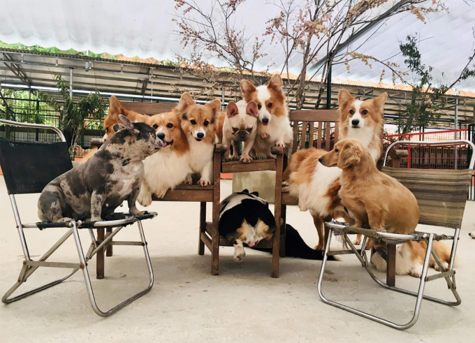 Puppy Farm tại Đà Lạt. Ảnh: Klook