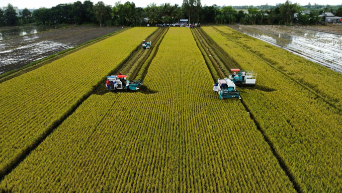 Thu hoạch lúa trồng theo quy trình chất lượng cao, phát thải thấp tại Cần Thơ. Ảnh: An Bình