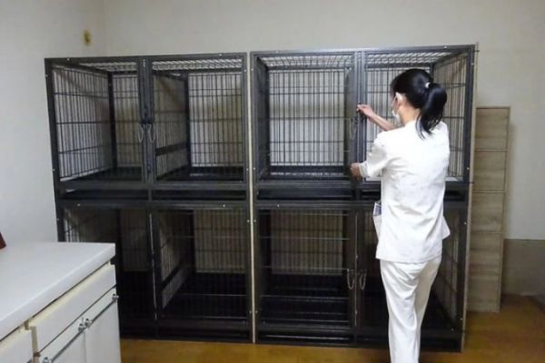 Bệnh viện Nhật Bản: Chó cưng được ở cùng bệnh nhân