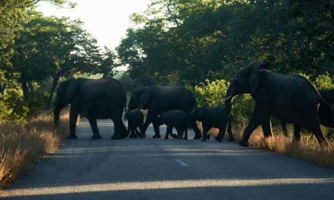 Zimbabwe từng tiêu diệt 200 con voi để giải quyết nạn đói trong năm 2024. Ảnh: AFP
