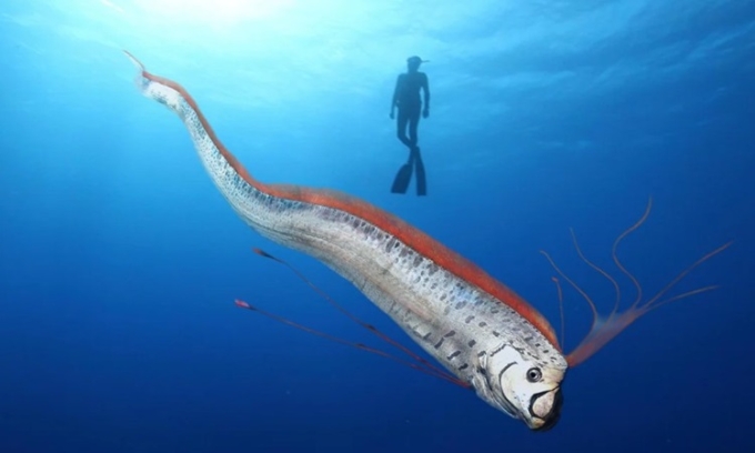 Cá mái chèo có phần thân dài uốn lượn. Ảnh: Natural World Facts