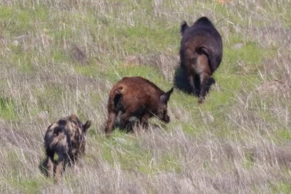 California: Khó khăn đối phó với lợn rừng hoành hành