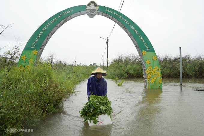 Nông dân lội nước lụt thu hoạch rau ở làng rau La Hường, sáng 12/6. Ảnh: Nguyễn Đông