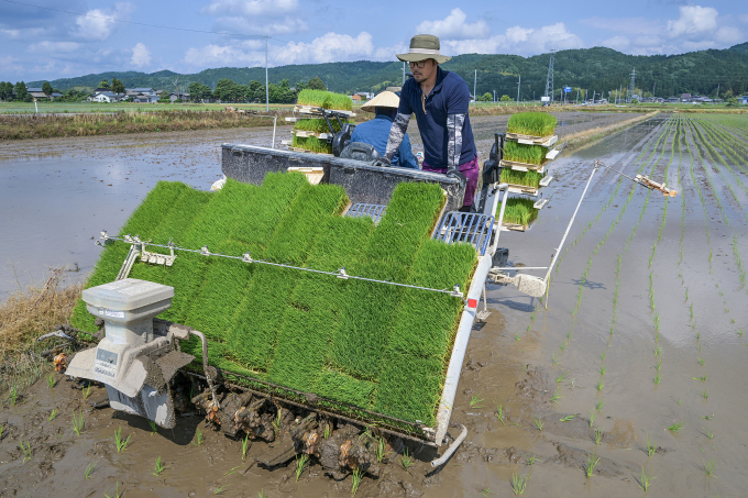 Nông dân Nhật Bản gieo mạ tại Sanjo, tỉnh Niigata, ngày 4/6. Ảnh: AFP