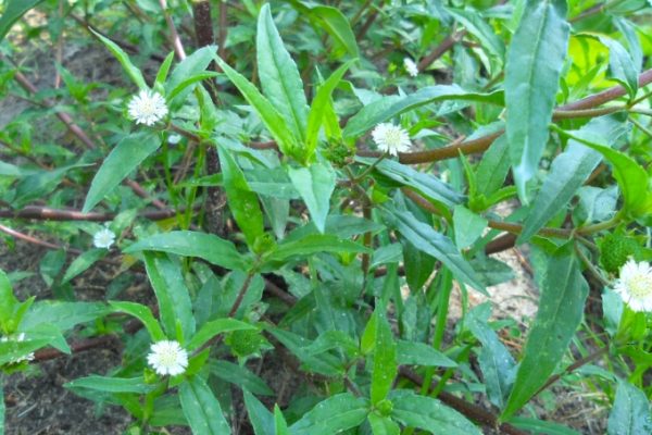 Cây nhọ nồi: Uống có phòng lây nhiễm viêm gan B không?