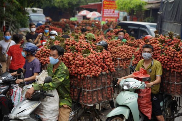 Giá nông sản giảm mạnh: Nông dân lo thua lỗ