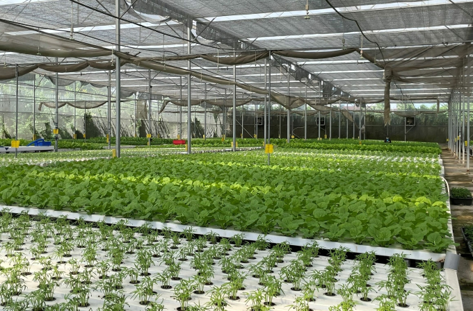 Một nhà trồng rau tại HTX Tuấn Ngọc, TP Thủ Đức, TP HCM. Ảnh: Hà An