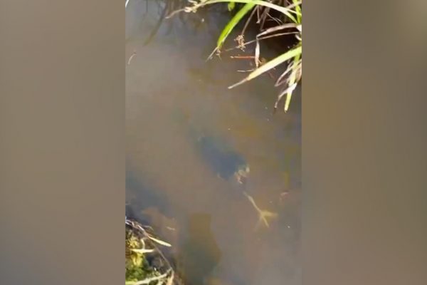 Chim lặn như cá: Kỹ năng đáng kinh ngạc!
