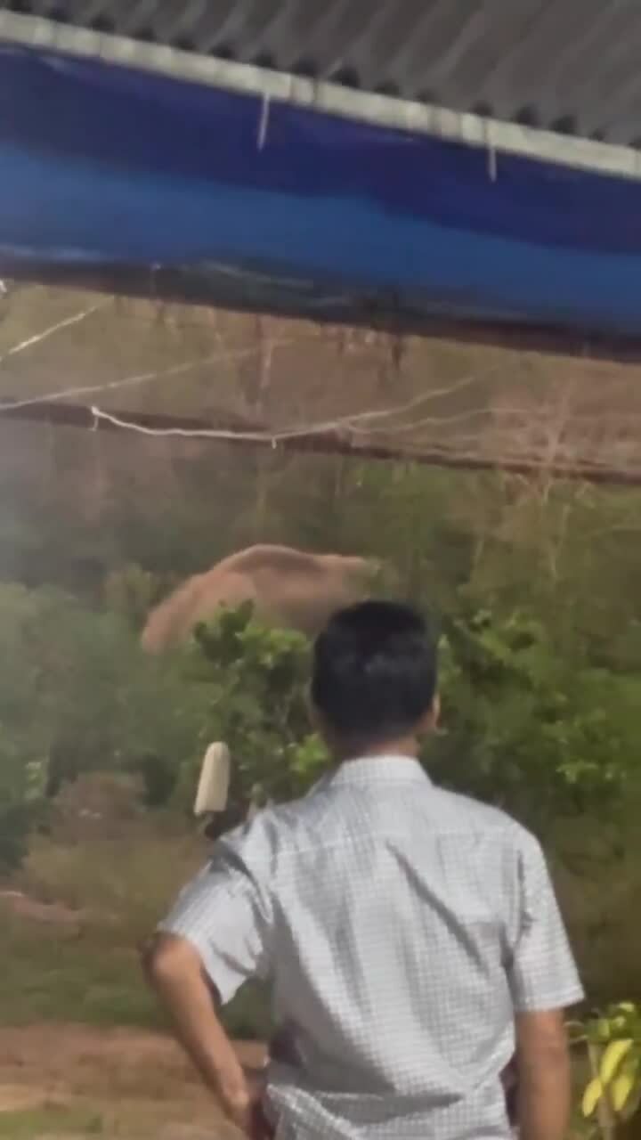 Đàn voi kéo về khu dân cư kiếm ăn