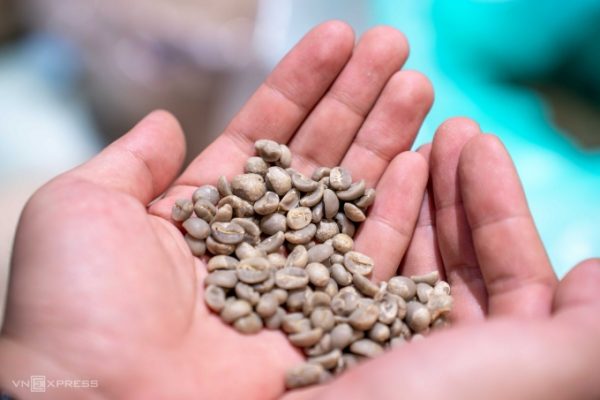 Giá cà phê giảm mạnh: Tin tức thị trường mới nhất
