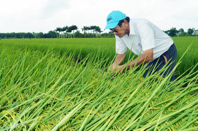 Ông Hồ Quang Cua nhiều năm nghiên cứu làm lúa hữu cơ, rồi đến lúa an toàn. Ảnh: Chúc Ly