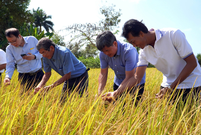 Thứ trưởng Trần Thanh Nam (thứ 2 từ phải qua) tham quan mô hình sản xuất lúa an toàn ở thị xã Ngã Năm, tỉnh Sóc Trăng. Ảnh: An Minh