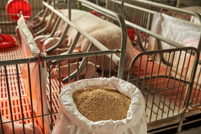 Thức ăn chăn nuôi CJ - chìa khóa cải thiện FCR và hiệu quả chăn nuôi. Ảnh: CJ Feed&Care