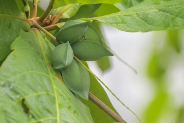 Tắm lá bàng trị thủy đậu: Thực hư hiệu quả?