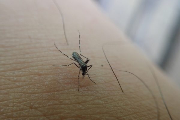 Muỗi đốt có gây viêm gan B không? Sự thật về lây nhiễm