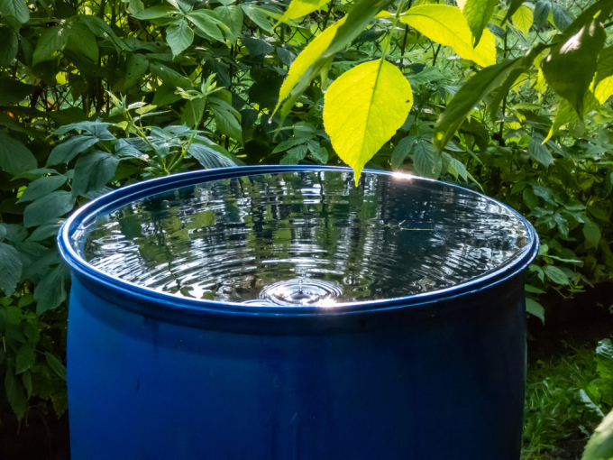 Tận dụng nước mưa để tưới vườn là một cách tiết kiệm nước. Ảnh: Save the water