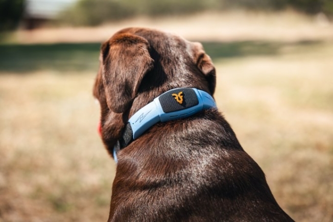 Vòng cổ AI của Shazam Pet. Ảnh:Personifi AI