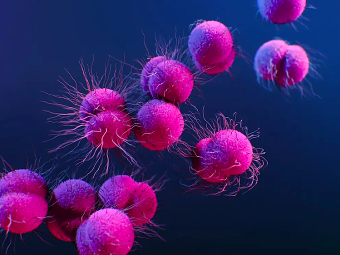 Hình minh họa vi khuẩn lậu Neisseria gonorrhoeae kháng thuốc. Ảnh: CDC