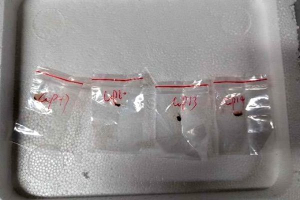 Nấm “khủng bố nông nghiệp”: Hai người Trung Quốc bị cáo buộc tại Mỹ