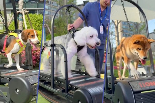 Dịch vụ gym cho chó: khỏe mạnh và năng động