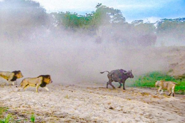 Trâu rừng thoát thân ngoạn mục giữa cuộc chiến sư tử