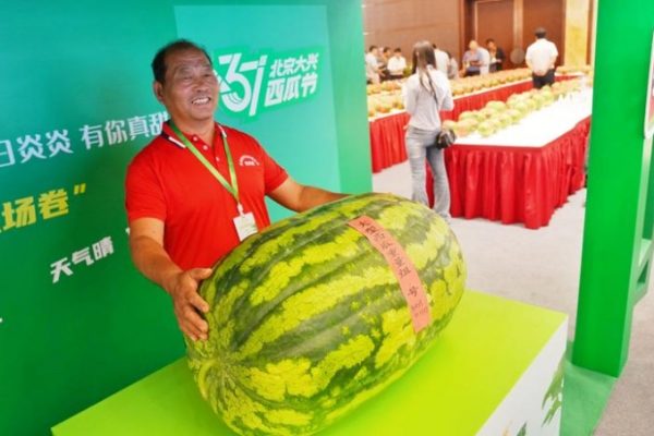 Kỳ lạ: Người đàn ông trồng dưa hấu khổng lồ gần 100kg