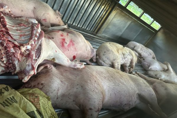 Quảng Trị: Phát hiện 9 lợn chết trước lò mổ (Cảnh báo dịch bệnh)