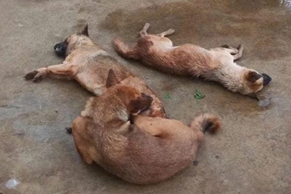 Trộm chó bằng xyanua: Cảnh báo chất độc cực mạnh
