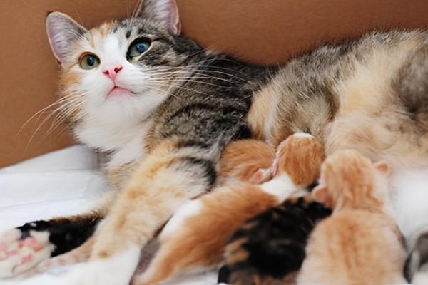 Di chúc cảm động: Cụ ông cô đơn để lại tài sản cho mèo cưng