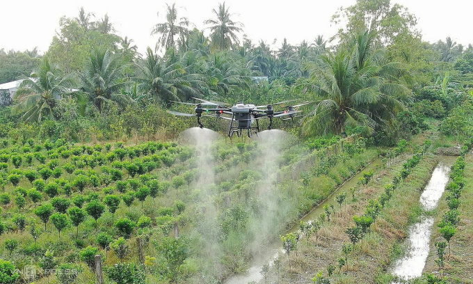 Drone phun thuốc ở vườn ăn trái ở Cà Mau. Ảnh: Chúc Ly