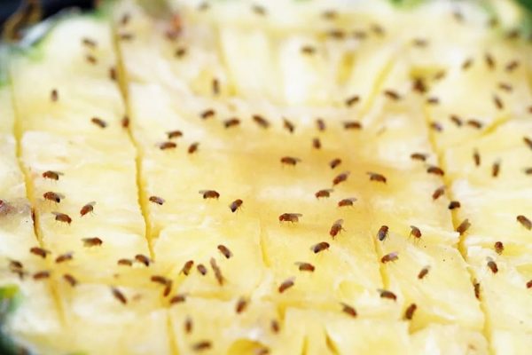 Cách đuổi ruồi giấm tận gốc: Mẹo đơn giản, hiệu quả