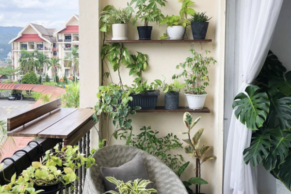 Cây chịu nắng tốt: Gợi ý trồng ban công chung cư dễ dàng