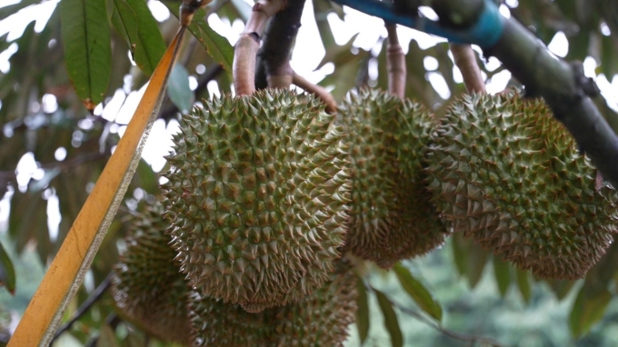 Trái sầu riêng trong vườn áp dụng mô hình canh tác bền vững. Ảnh: Minh Minh