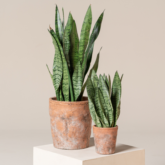 Ảnh: The Palm Center