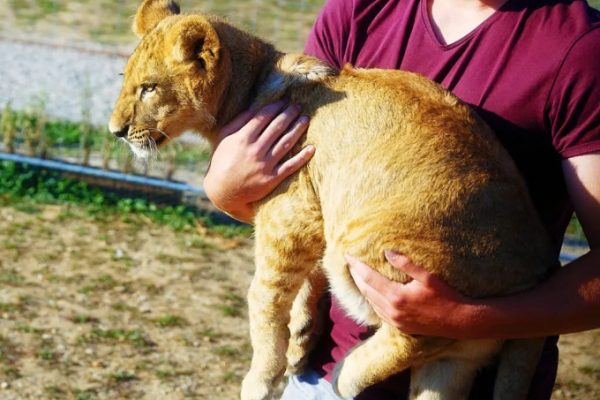 Nhà hàng bị chỉ trích vì dịch vụ ôm sư tử gây tranh cãi